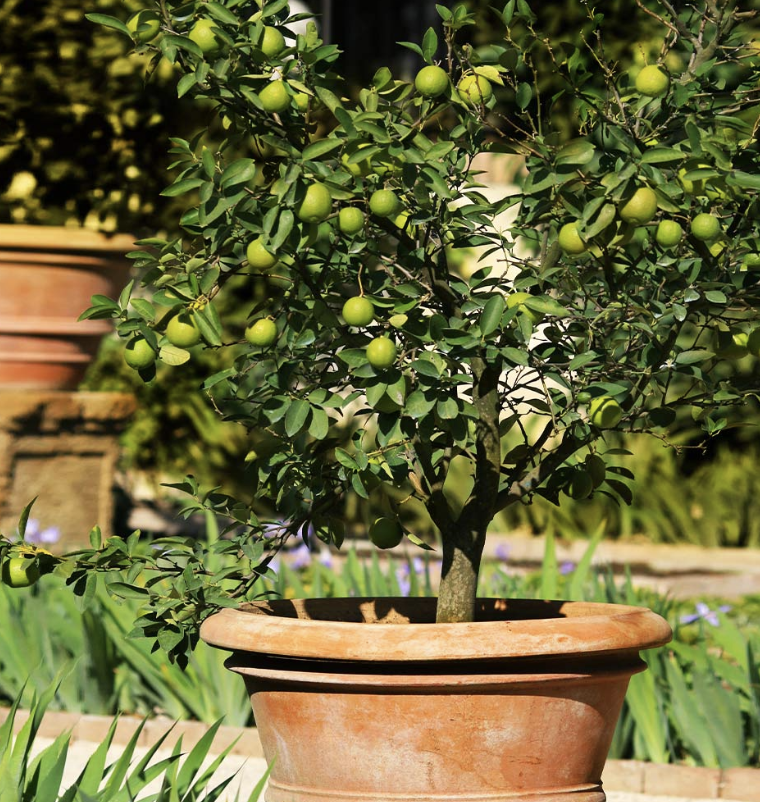 Mexican Key Lime Tree growing in terracotta pot.